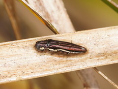 Agrilus hypoleucus