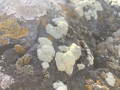 Protoparmeliopsis pinguis