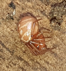Nesticodes