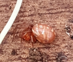 Nesticodes