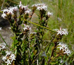 Otiophora cupheoides