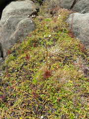 Drosera peltata