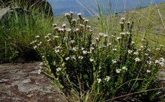 Otiophora cupheoides