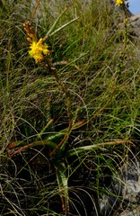 Bulbine latifolia latifolia