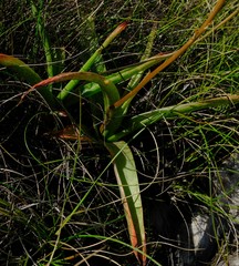 Bulbine latifolia latifolia