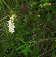 Sanguisorba tenuifolia