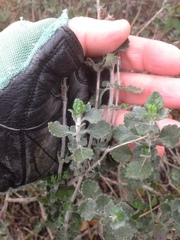 Teucrium divaricatum