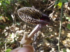 Aristolochia taliscana