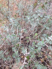 Teucrium divaricatum