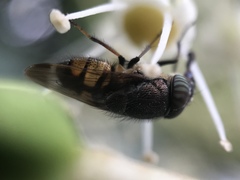 Stomorhina obsoleta