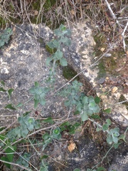 Teucrium divaricatum