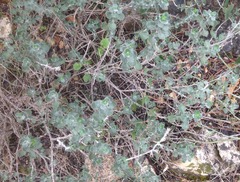 Teucrium divaricatum