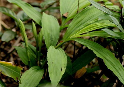 Inverted-Heart Orchid