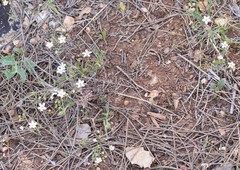 Arenaria conimbricensis