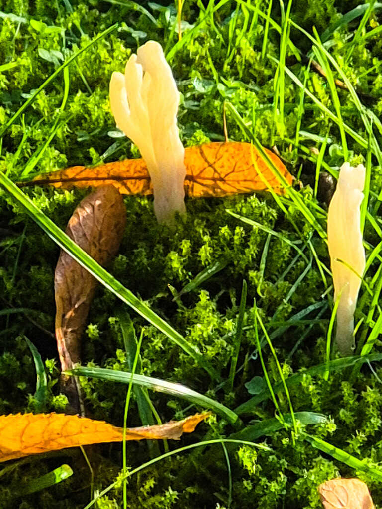 Clavulina rugosa · November 2025 · photo: © wolveswild (iNaturalist, cc-by)