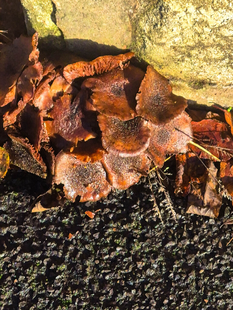 Armillaria mellea · November 2025 · photo: © wolveswild (iNaturalist, cc-by)