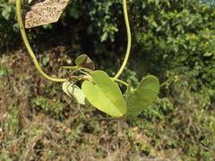 Aristolochia taliscana