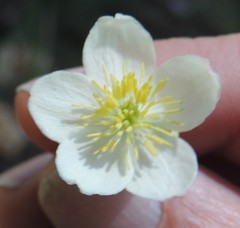 Thalictrum tuberosum