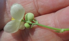 Thalictrum tuberosum