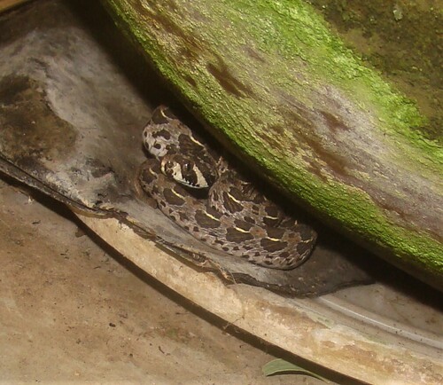Lowland Swamp Viper