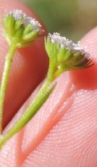 Valerianella coronata