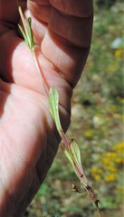Valerianella coronata
