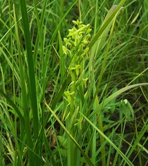 Platanthera tipuloides