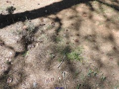 Crupina crupinastrum