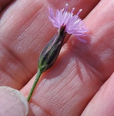 Crupina crupinastrum