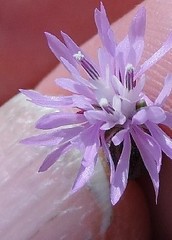 Crupina crupinastrum