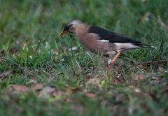 Acridotheres leucocephalus