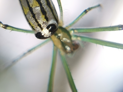 Decorative Vleispider