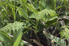Conioselinum chinense