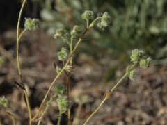 Cryptantha gracilis