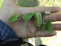 Aristolochia taliscana