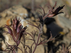 Cordylanthus kingii helleri
