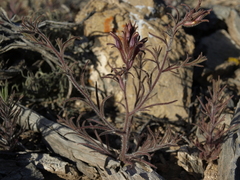 Cordylanthus kingii helleri