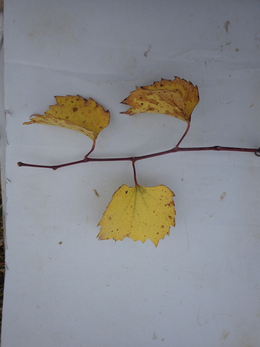 sand grape (Vitis rupestris)