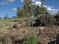 Hymenopappus filifolius nanus