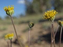 Hymenopappus filifolius nanus
