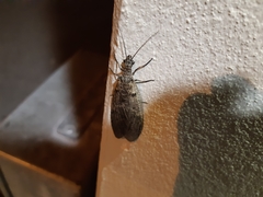 Archichauliodes diversus