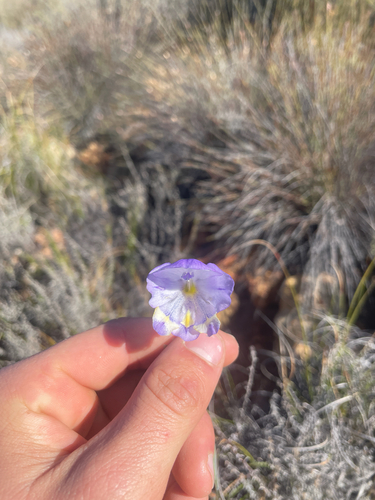 Karoo bell (Gladiolus patersoniae)