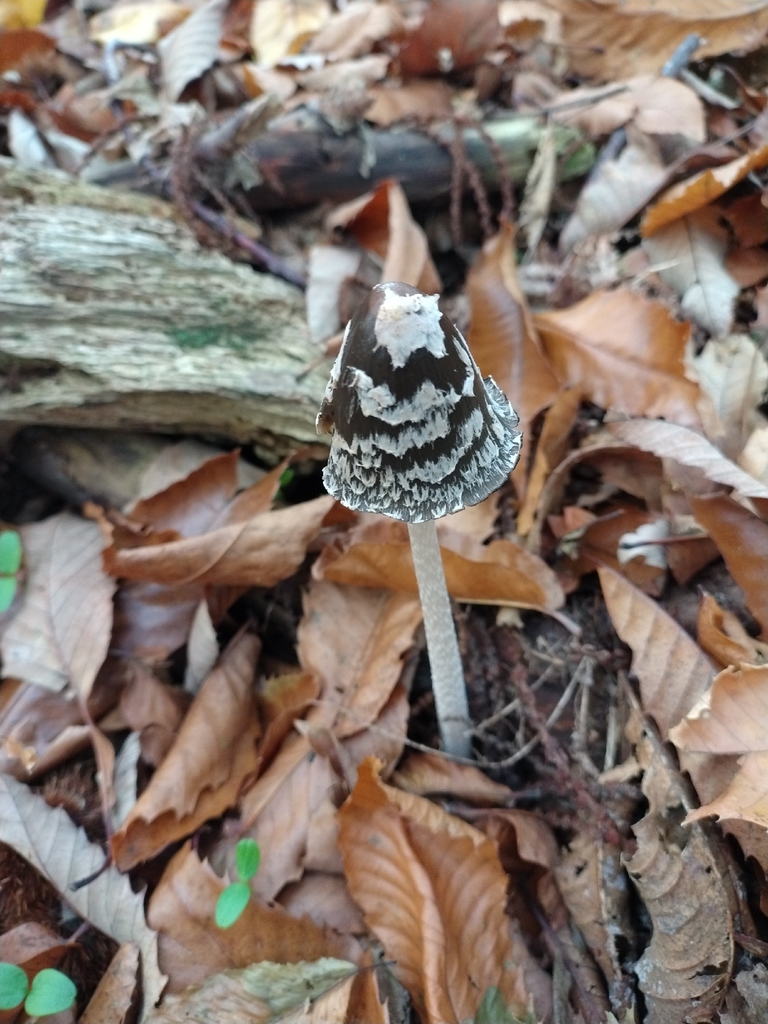 Coprinopsis picacea · November 2025 · photo: © chrisprocter (iNaturalist, cc-by)