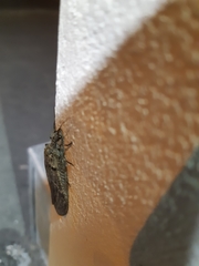 Archichauliodes diversus