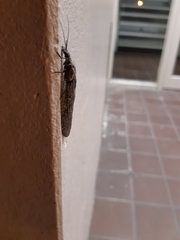 Archichauliodes diversus