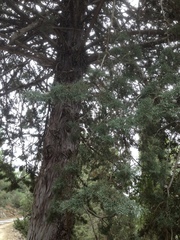 Cupressus sempervirens