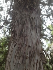 Cupressus sempervirens
