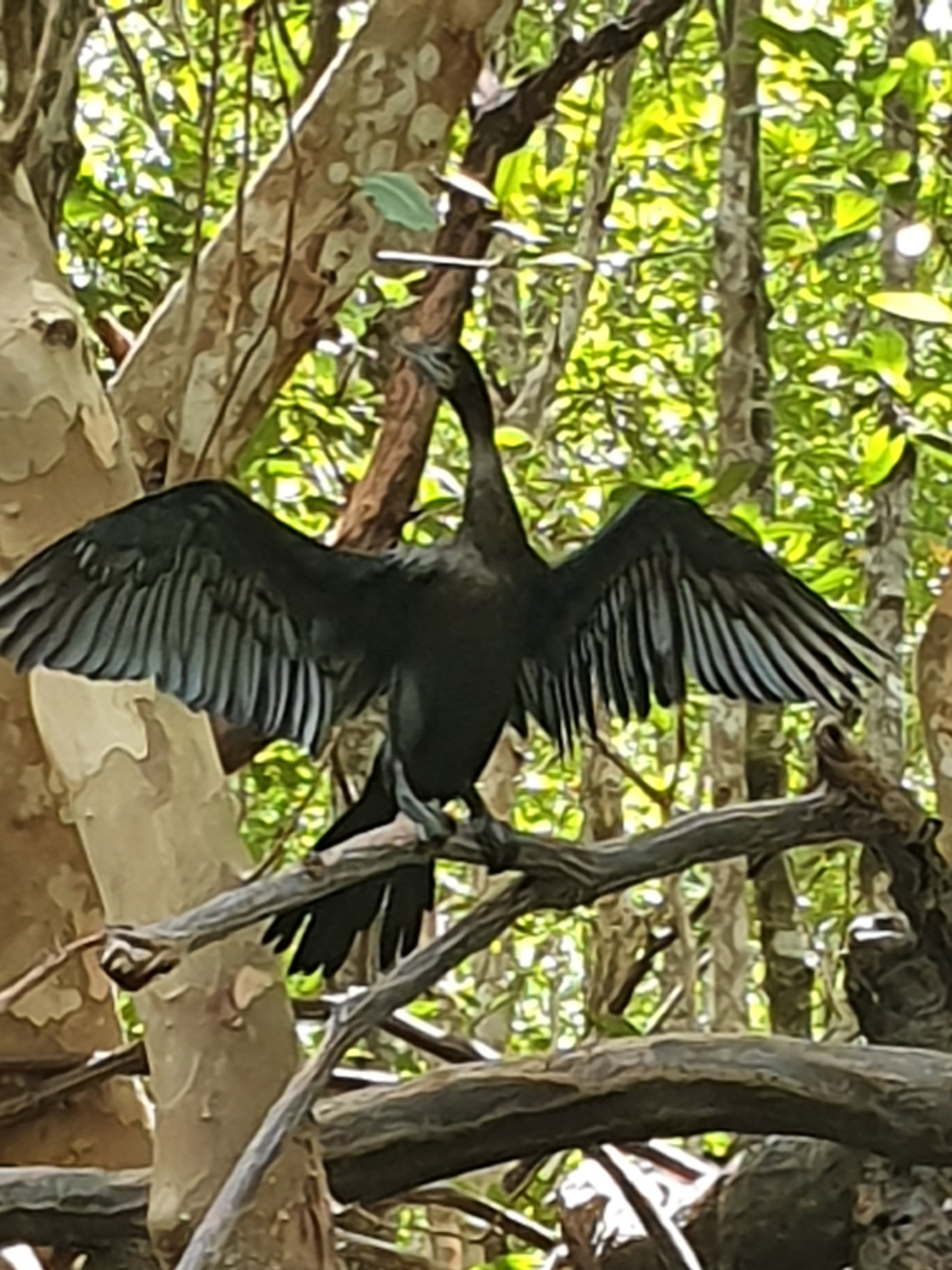 Little Cormorant illustration