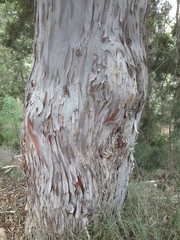 Cupressus sempervirens