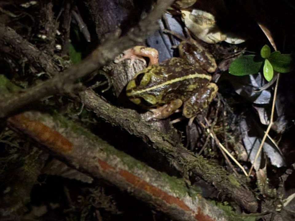 Eupsophus emiliopugini Formas, 1989